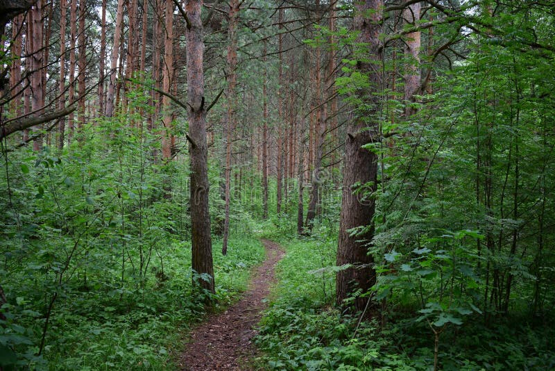 The path is a road in a forest. Deciduous forest. Trees bent their branches over the ground covered with green stock photos