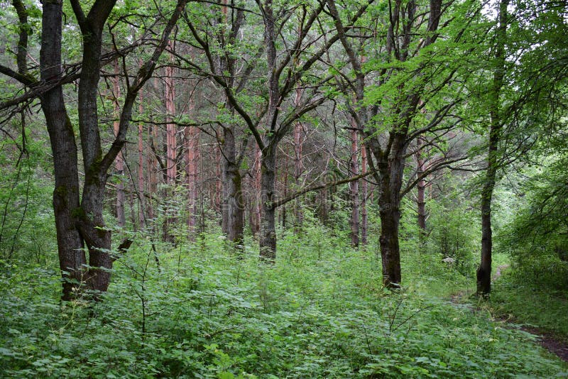Path road in an oak grove. Deciduous forest. Trees bent their branches over the ground covered with green royalty free stock images