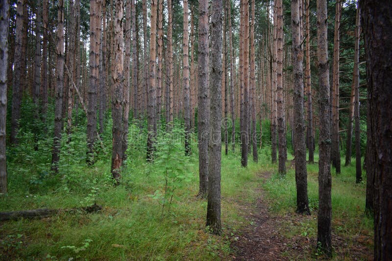 The path is a road in a pine forest. Deciduous forest. Trees bent their branches over the ground covered with green royalty free stock photos