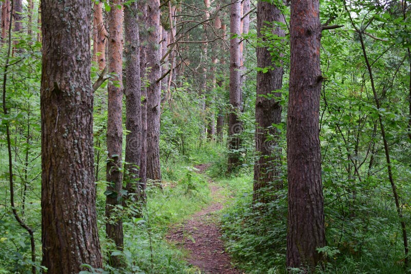 The path is a road in a forest. Deciduous forest. Trees bent their branches over the ground covered with green stock images