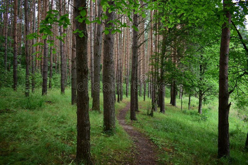 The path is a road in a pine forest. Deciduous forest. Trees bent their branches over the ground covered with green royalty free stock photography