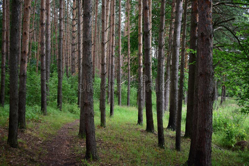 The path is a road in a pine forest. Deciduous forest. Trees bent their branches over the ground covered with green royalty free stock photo