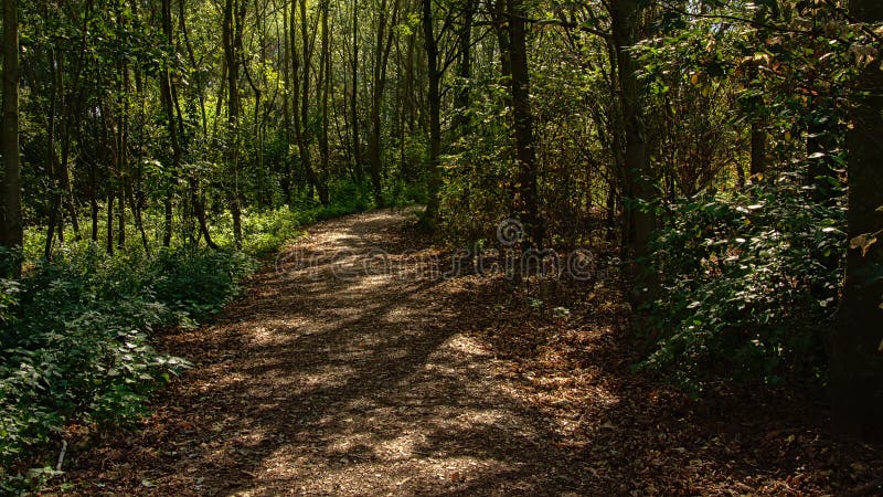 Path with spots of sunlight and shadow trough the forest