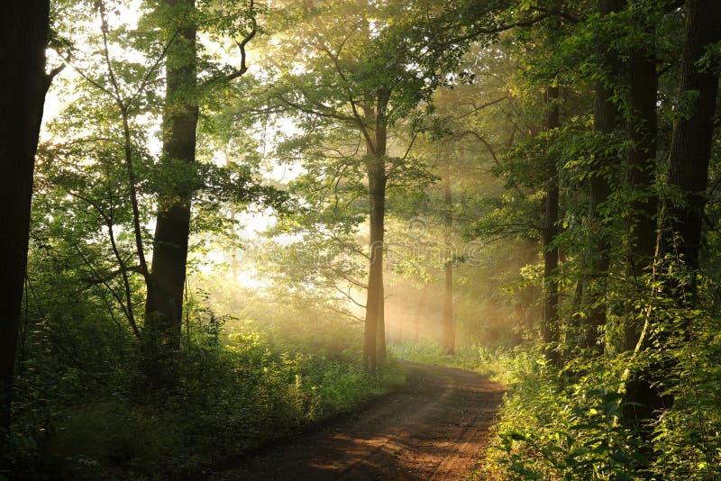 path through an spring deciduous forest in the sunshine morning fog surrounds oak trees green leaves on branches backlit by light