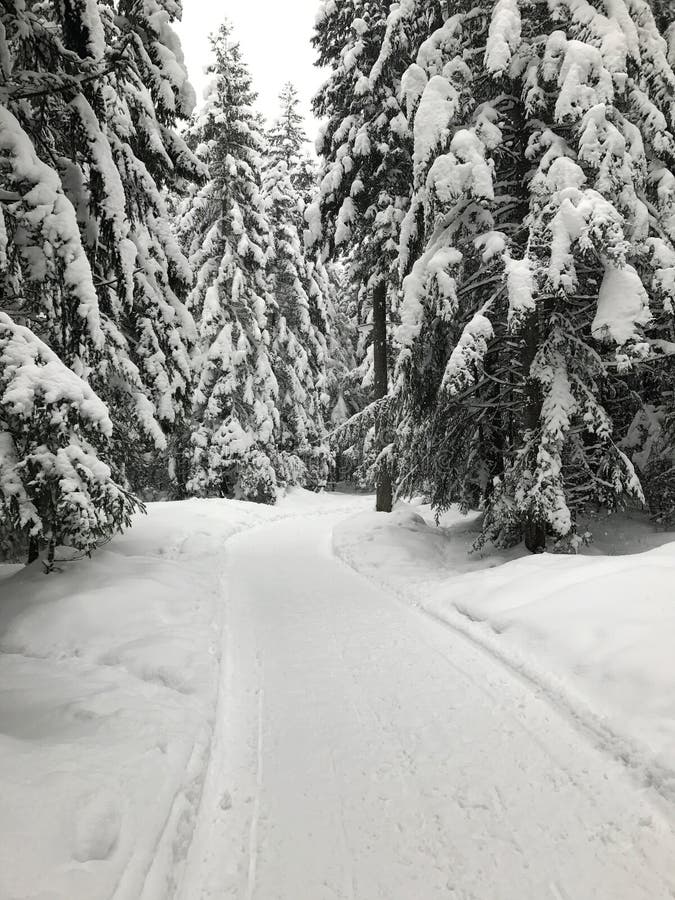 A path through a spruce forest in winter. Thick layer of snow