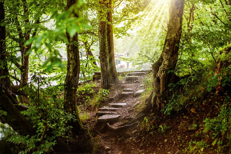  Path  And Steps In The Beautiful Magic  Forest  Stock Image 