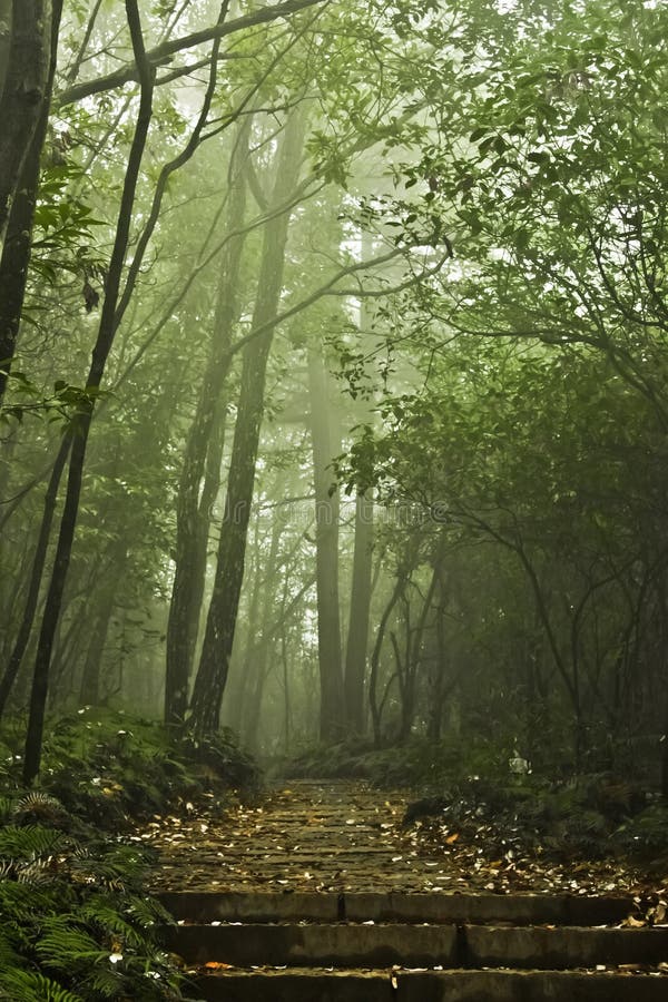 Path and Steps in a Misty Mystical Forest Stock Image - Image of ...