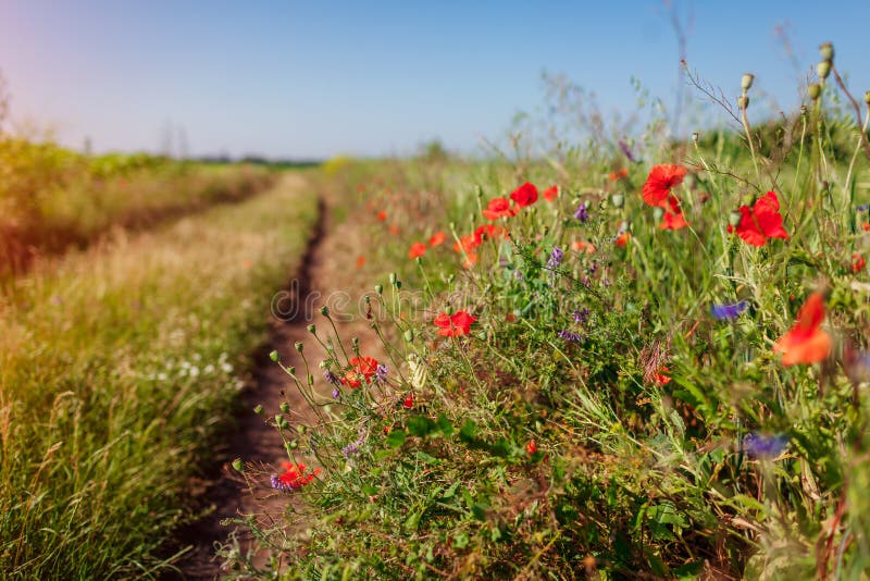 Morning with Poppies