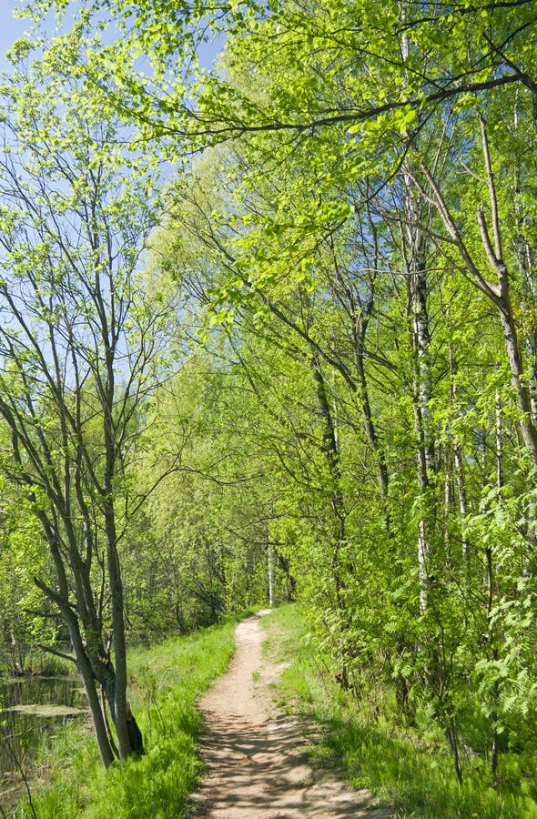 Path in summer forest