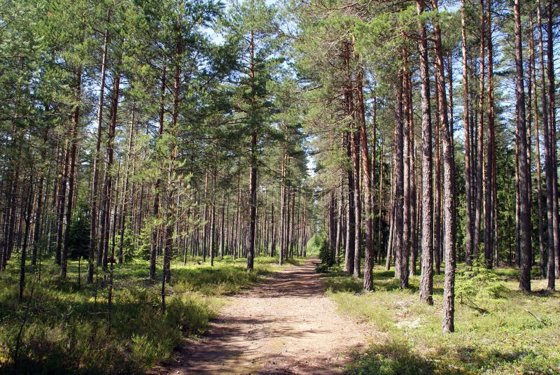 Path into Summer Pine Forest