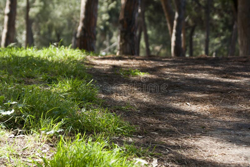 Path in summer pine forest