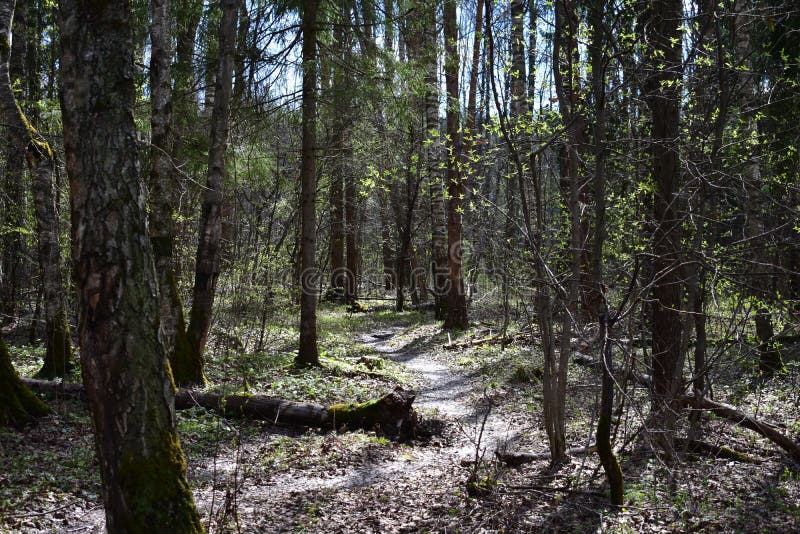 A path in a sunny mixed forest. The first green foliage on the trees stock image