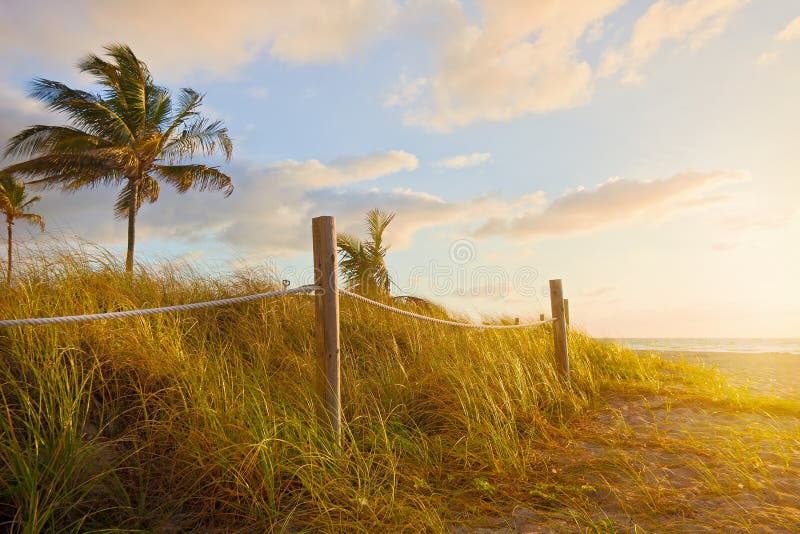 Path to the beach with Sea Oats, grass dunes at sunrise or sunset in Miami Beach, Florida with palm trees and ocean, beautiful summer tropical nature landscape