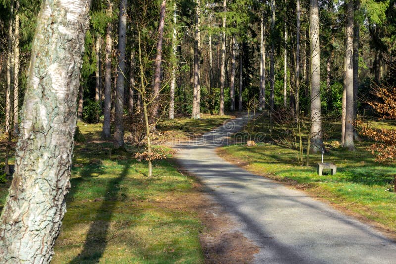 Path in a Tranquil Park Full of Trees Stock Image Image of grass, greenery 254571971