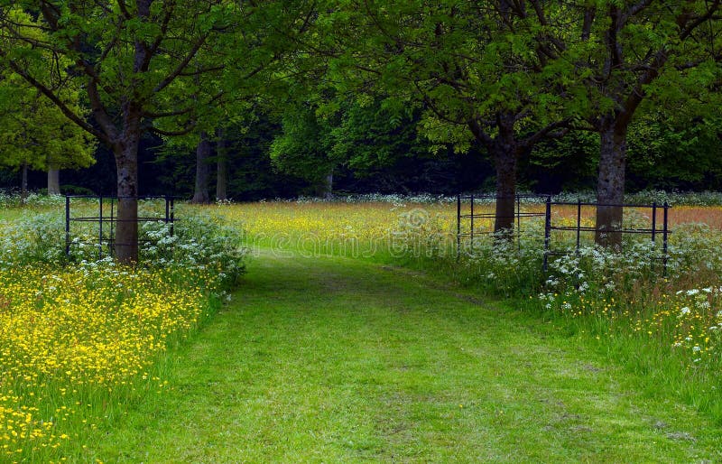 Path between the trees