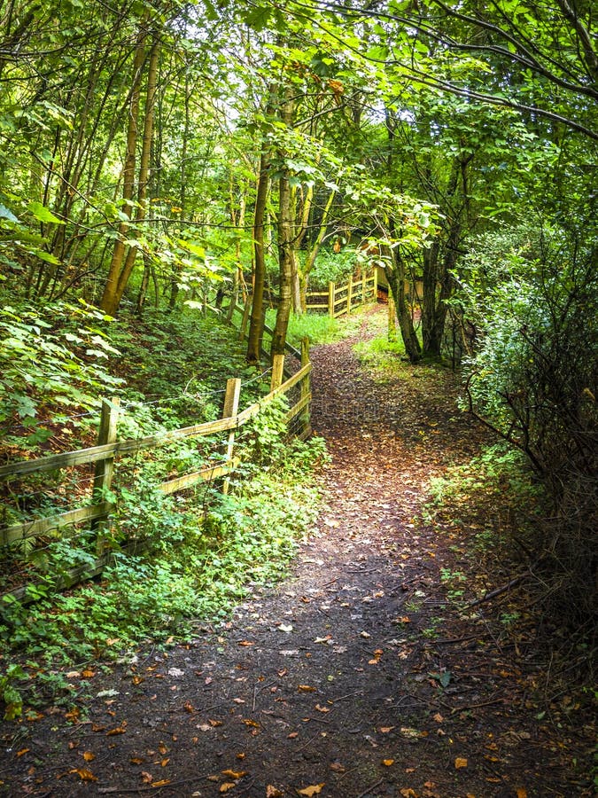 A Path with Trees and a Fence Showing the Way Ahead. Stock Image ...