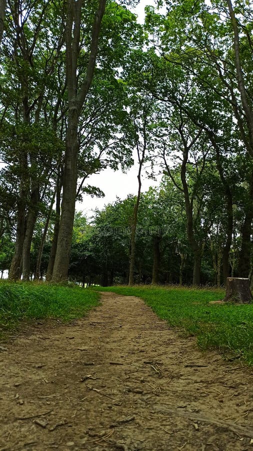 The Path between the Trees, Phoenix Park Stock Image Image of park