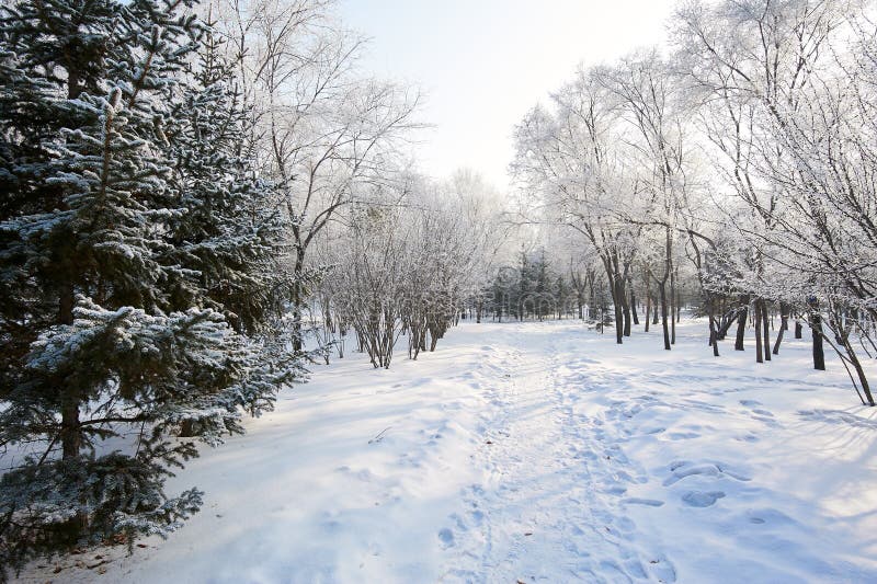 The path and trees on snow in winter landscape