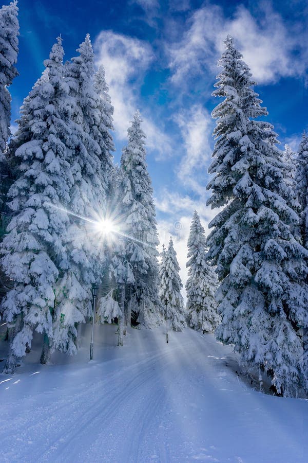 Path trough mountain forest on a sunny winter day royalty free stock image Path trough mountain forest on a sunny winter day royalty free stock image