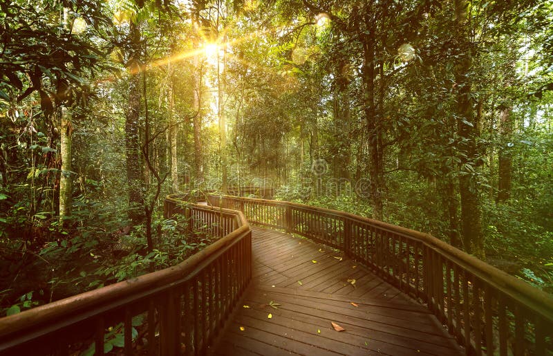 Path trough Rainforest stock photos Path trough Rainforest stock photos