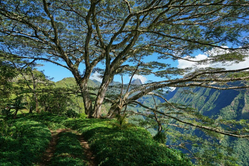 Path under a large tree Tahiti French Polynesia royalty free stock image