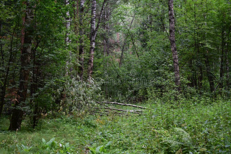 A path in a unique forest. Deciduous birch forest trees and shrubs, branches leaves. Green grass. Much branched, with a dense stock image
