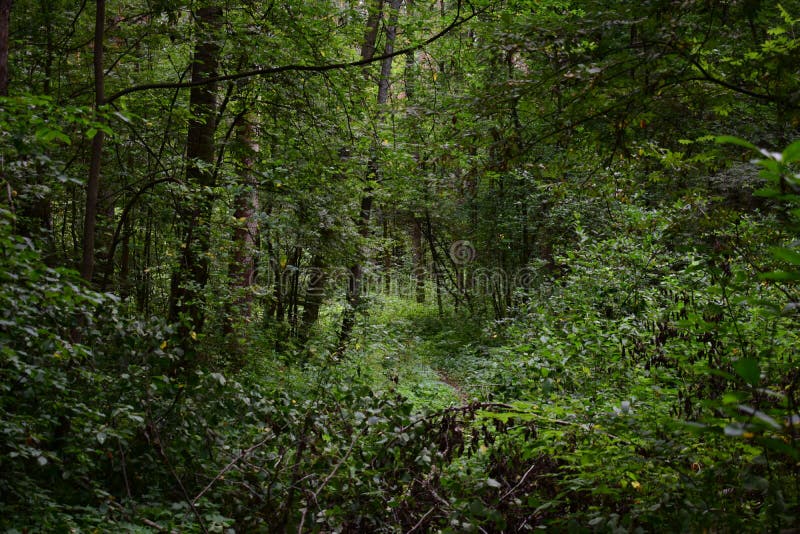 A path in a unique forest. Deciduous birch forest trees and shrubs, branches leaves. Green grass. Much branched, with a dense stock photo