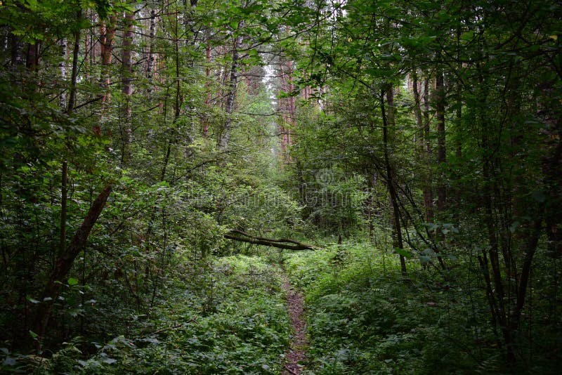 A path in a unique forest. Deciduous birch forest trees and shrubs, branches leaves. Green grass. Much branched, with a dense stock photo
