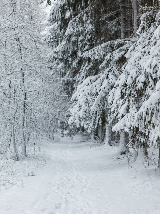 Path through the Winter Forest with Tracks in the Snow Stock Photo