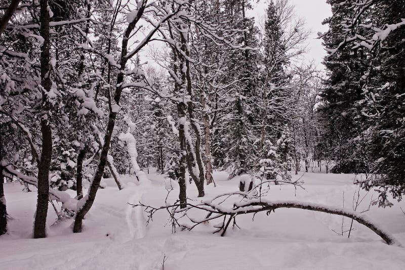 Path in a winter wood