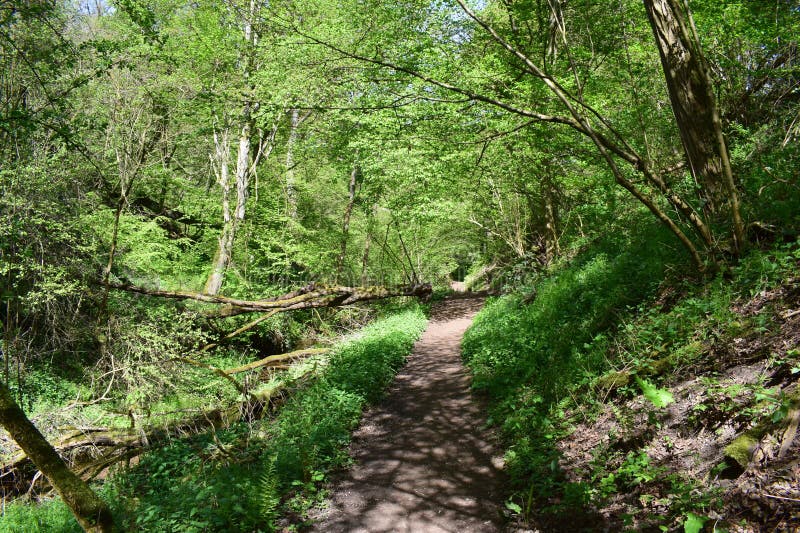 Path through the Wolfsschlucht with a fallen tree stock photography