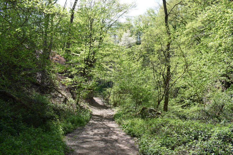 Path through the wolves\' gorge in springtime royalty free stock image