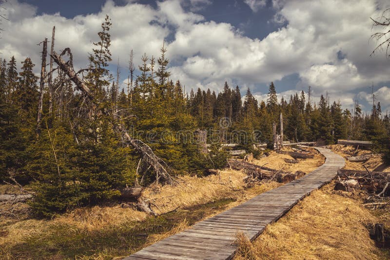 Path wooden walkway between trees stock photo Path wooden walkway between trees stock photo