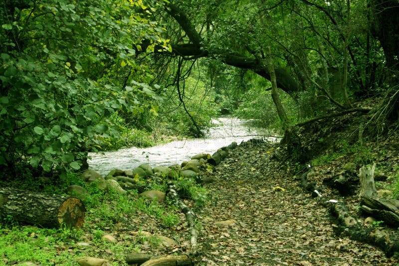 Path in the woods that leads to a stream