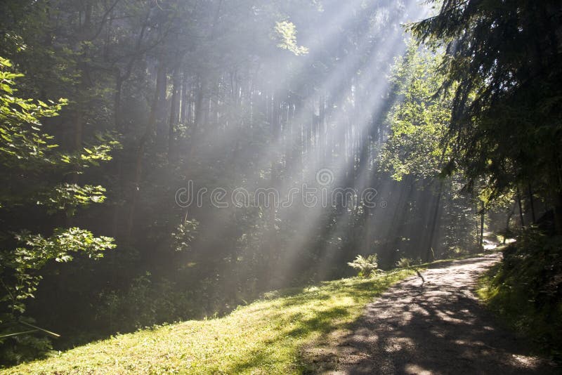 Path in the woods