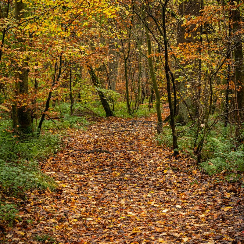 Collection 27+ Wallpapers picture of a path in the woods Sharp Collection 27+ Wallpapers picture of a path in the woods Sharp
