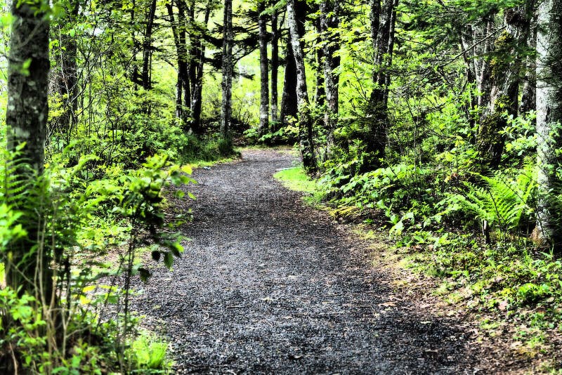 Path through the Woods in Halifax, Canada during Summer Stock Image
