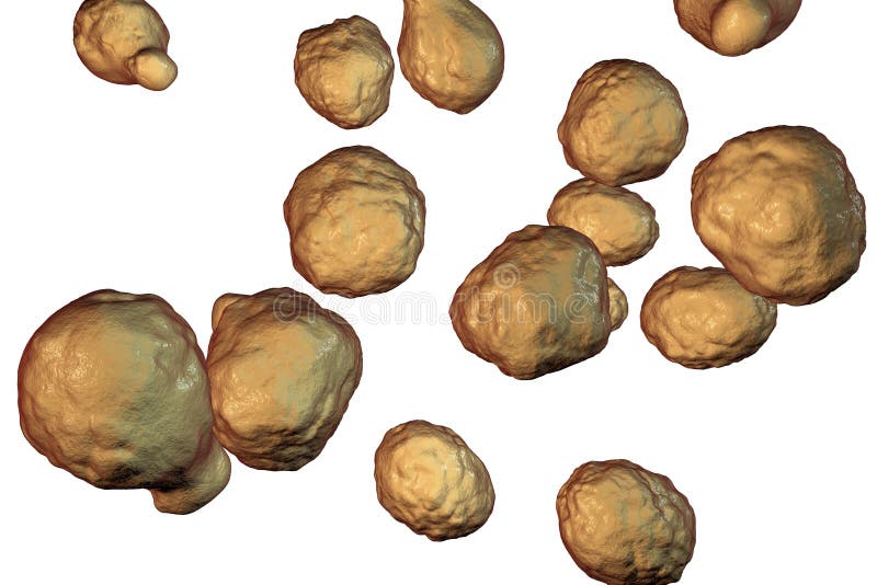 cryptococcus neoformans india ink cryptococcus neoformans india ink