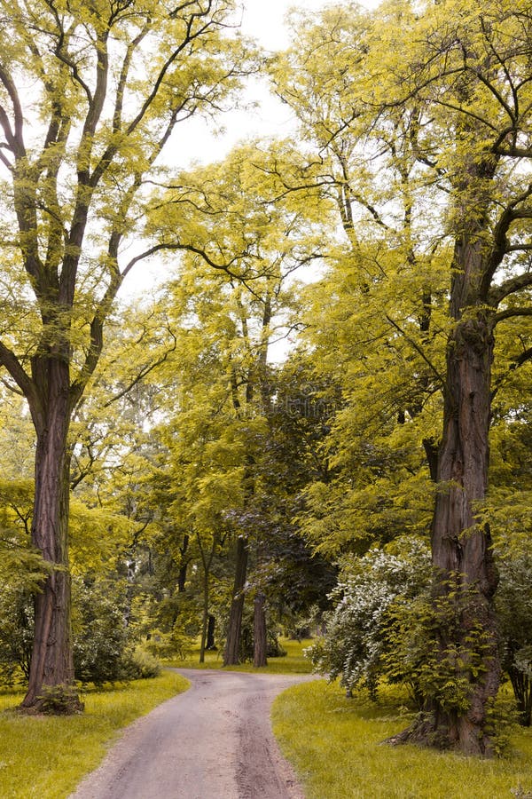 Paths in the park