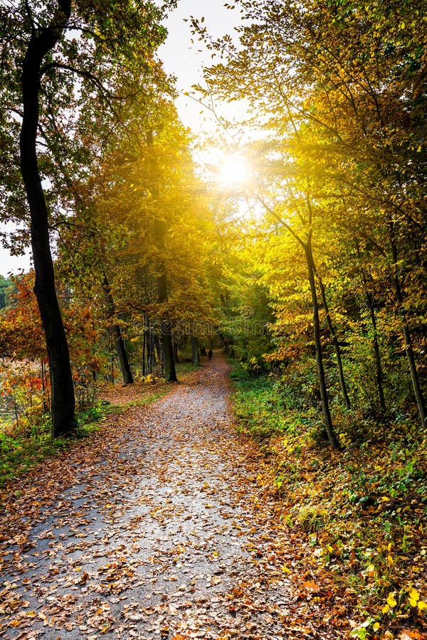 Pathway Through The Autumn Forest With Sunbeams Stock Image Image Of