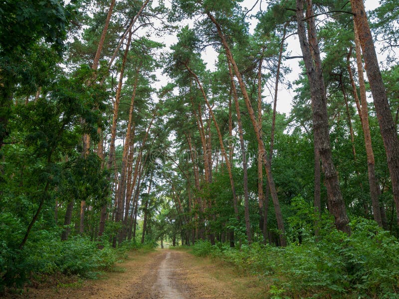Pathway through the Beautiful Pine Forest. Road in the Pine Forest