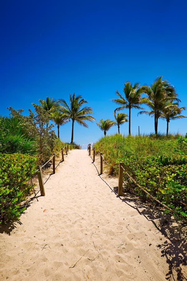 Pathway with Coconut Palm To the Beach in Miami Beach, USA. Stock Photo Image of landscape