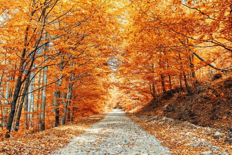 Pathway in the forest stock photo Pathway in the forest stock photo