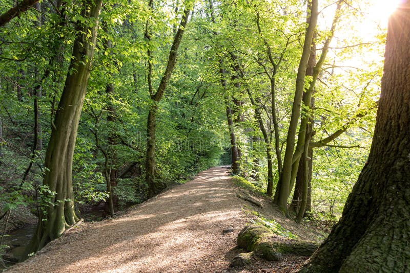 Pathway in the forest with sunlight backgrounds in a suburban recreational and relaxing location in the Bratislava Forest Park