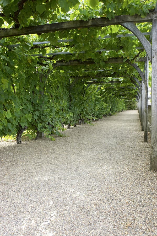 Pathway through grapevine covered pergola at chateau, de, villandry, loire, valley, france stock images Pathway through grapevine covered pergola at chateau, de, villandry, loire, valley, france stock images