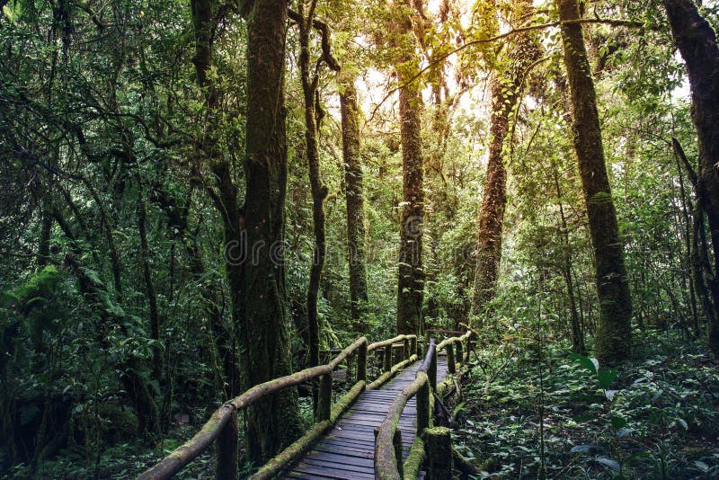 Pathway of a journey jungle in Doi inthanoon stock image