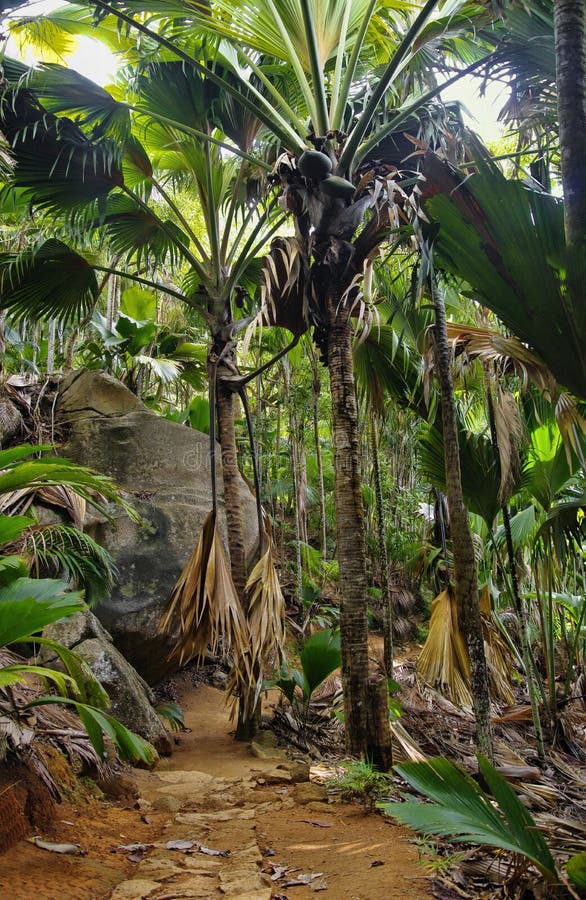 Pathway In Jungle, Vallee De Mai, Seychelles Stock Image - Image of ...
