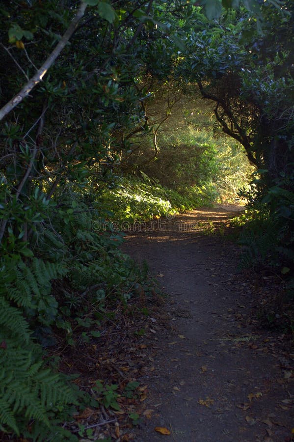 Pathway Light at the End of