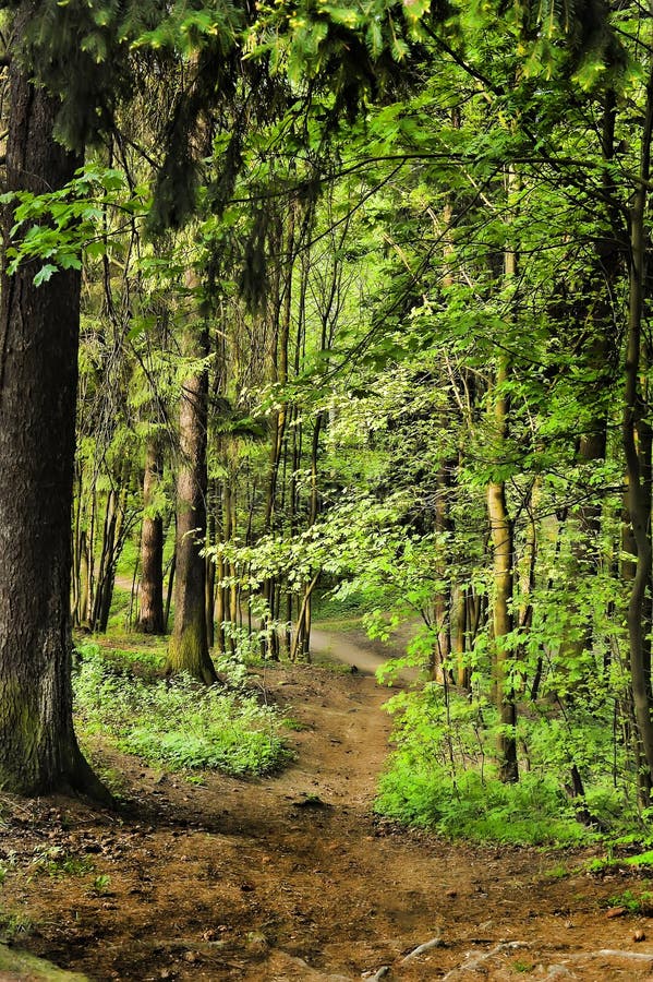 Pathway in spring forest