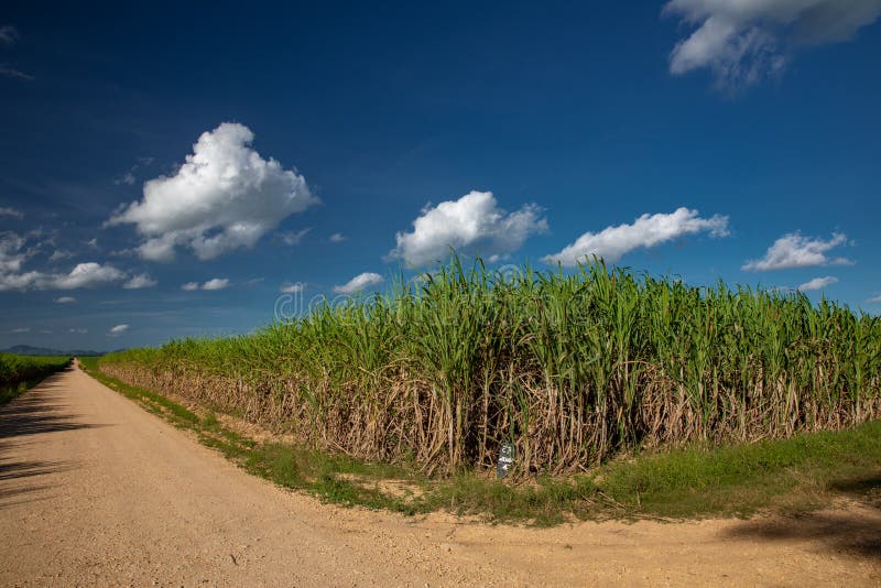 Pathway in sugarcane land